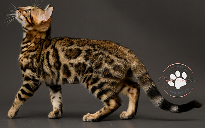 Bengal kitten for sale